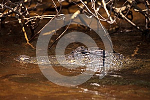 Young American Alligator mississippiensis lurking in a waterway