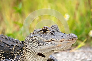 Young American alligator