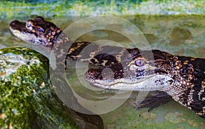 Young american alligators