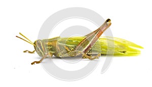 Young American bird grasshopper - Schistocerca Americana - fresh molt showing soft lime green color wings after it sheds its