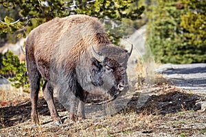 Young American bison grazing in Yellowstone National Park, USA.