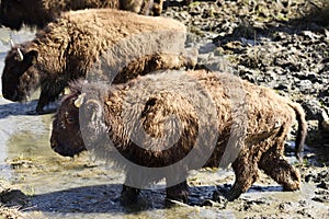 Young American bison passing through muddy water