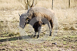 Young American bison stands in the field