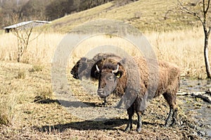 Young American bison stands in the field