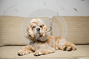 Young American cocker spaniel