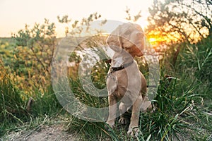 A young american cocker spaniel is sitting on the grass at sunset.