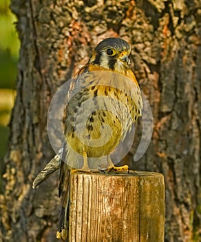 Young  American kestrel on fence post