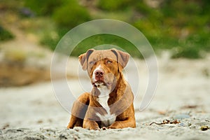 Young American Pit Bull Terrier dog photo