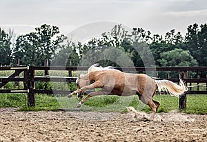 American Quarter Horse   running free on a  meadow photo