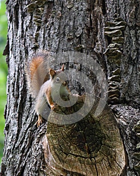 Young American Red Squirrel Tamiasciurus hudsonicus on a Silver Maple tree in Wisconsin