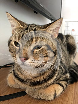 Young American Shorthair cat lying on the floor for resting at house