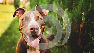 Young American Staffordshire pitbull dog outdoors