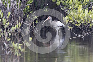 Young American white ibis that walks in the shallow water of man