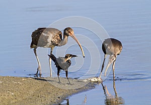 Young American white ibises (Eudocimus albus) and the common grackle (Quiscalus quiscula) scavenging on a dead fish on the beach