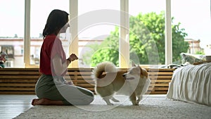 Young American woman is trainer carpet her lovely dog while sitting on floor at home room avki.