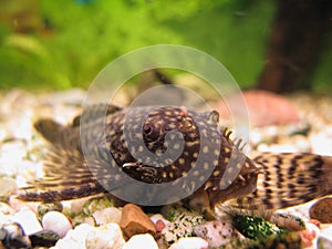 Young Ancistrus (Bristle-nose Catfish) photo