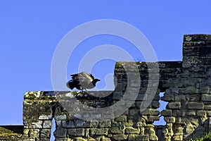 Young Andean condor Vultur gryphus on the castle wall in Warwick, Warwickshire, UK