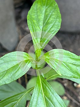 young Andrographis paniculata plant in nature