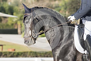 Young anglo arabian horse in dressage photo