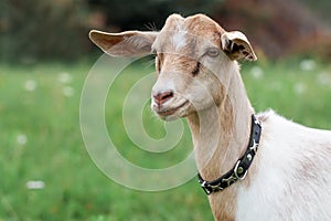 Young anglo nubian goat