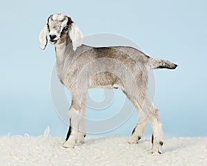 Young Anglo-nubian goat photo