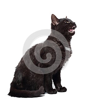 Young angry cat on white background, with open mouth and teeths photo