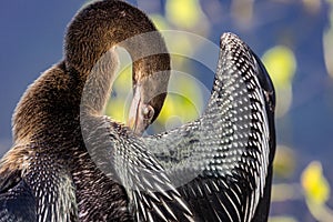 Young anhinga preens away baby feathers at Venice Rookery