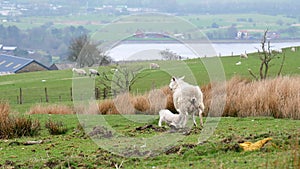Young animal feeding. Lamb sucking ewe milk on the hill