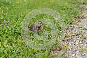 Young animal of a mallard in the grass
