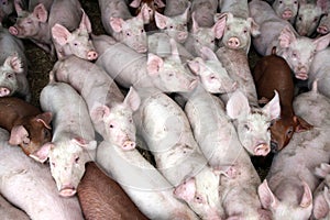 Young animals piglets living in rural animal farm