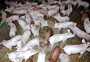 Young animals piglets living in rural animal farm