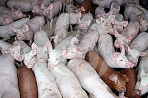 Young animals piglets living in rural animal farm