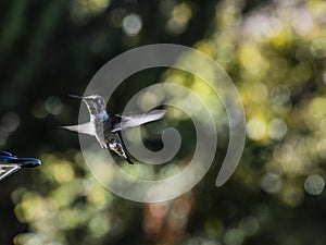 Young Annas Hummingbird flies toward a red backyard feeder