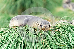 young Antarctic fur seal lying tiredly in the green tussock grass in its natural habitat in South Georgia photo