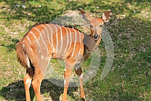 Young antelope kudu