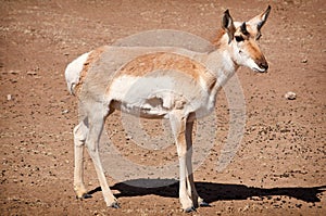 Young antelope photo