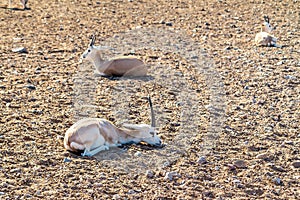 Young antelopes in a safari park on the island of Sir Bani Yas, United Arab Emirates