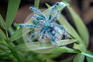 Young Antilles Pink Toe Tarantula (Caribena versicolor) Synonym: Avicularia versicolor