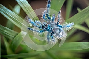 Young Antilles Pink Toe Tarantula (Caribena versicolor) Synonym: Avicularia versicolor