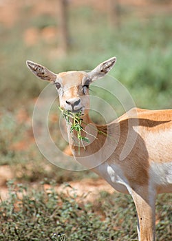 Young antilope eating. photo