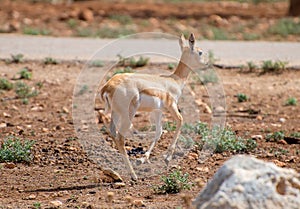 Young antilope running. photo