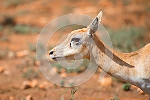 Young antilope. photo
