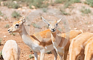 Young antilopes. photo