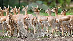 Young antilopes photo