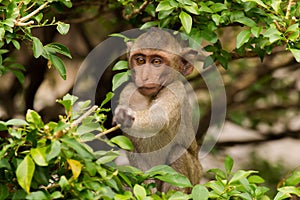 Young ape picking some food