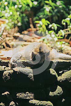 A young ape relaxes lying on the sun-warmed rocks