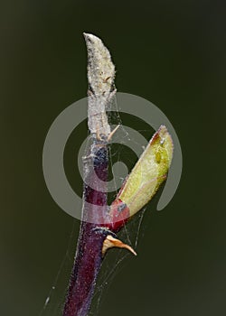 Young aphids leave chitin on a budding leaf in early spring. The birth of a new life