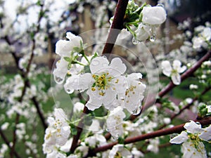 Young apple blooming tree.
