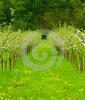 Young apple garden in blossom