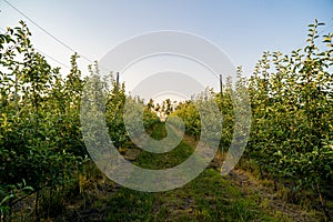 Young Apple orchard with drip irrigation system for trees